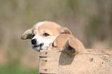 CORGI PEMBROKE 1334